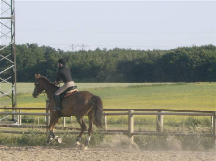 Holstener Miss Money Penny Solgt:( - Fuld galop :) billede 12