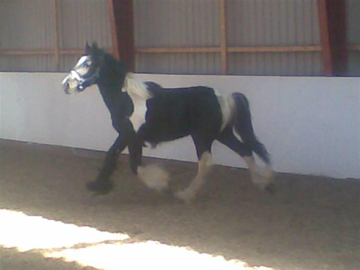 Anden særlig race Damgaard's Thor (Curly) - Curly i trav x´D fotograf; Mig billede 11