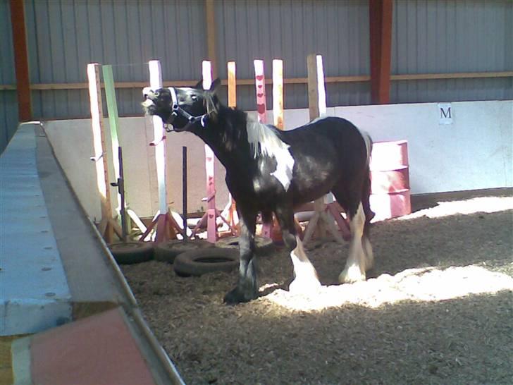 Anden særlig race Damgaard's Thor (Curly) - Mmh, her lugter rart x3 Fotograf; Mig billede 12