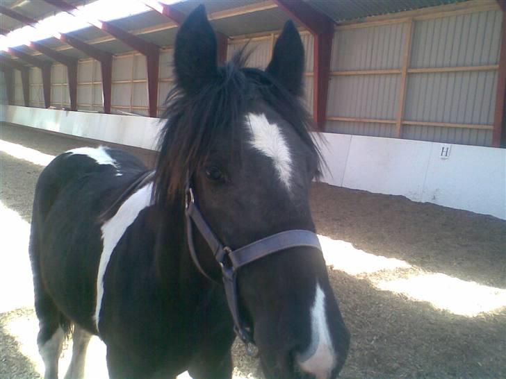 Anden særlig race Damgaard's Thor (Curly) - Må jeg lige se din telefon òÓ Fotograf; Mig billede 13