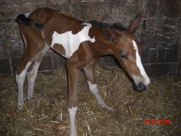 Pinto Cornelius Wild La´Zee - Smukke lille dreng, 1½ time gammel billede 2