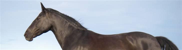 Oldenborg Labine Hjortelund - Nickie ( mig) der har redigeret det :D billede 11