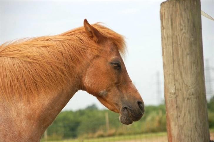 Welsh Pony (sec B) Bella - 2009 - 24 år. Bella elsker at sove med hovedet ind i en væg, her er det en pæl der udgør væg.-) billede 9