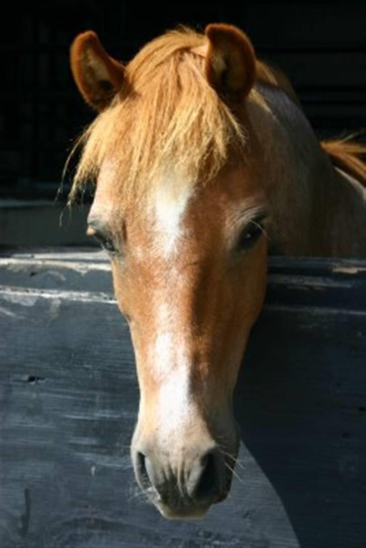 Welsh Pony (sec B) Bella - 18. juli 2009 - 24 år.-) Og frisk som en havørn billede 10