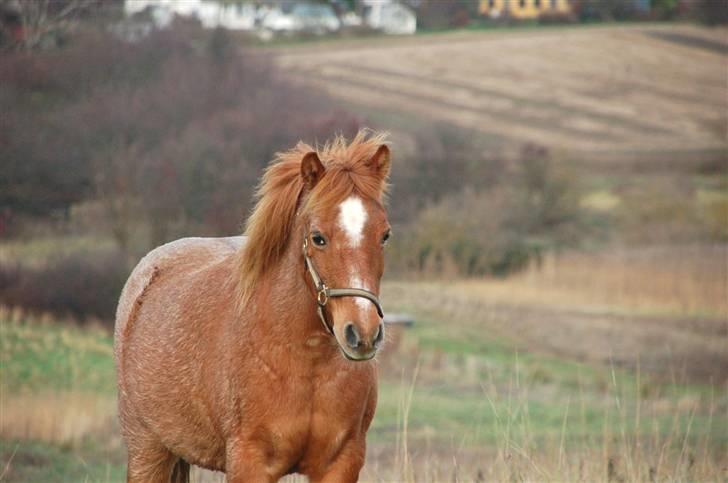 Welsh Pony (sec B) Bella - 1.dec 2009 billede 14