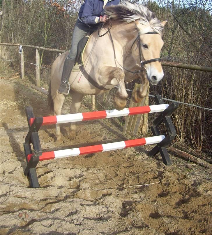 Fjordhest Max Mule - Se hvor sød han eeeeer ;b  billede 1