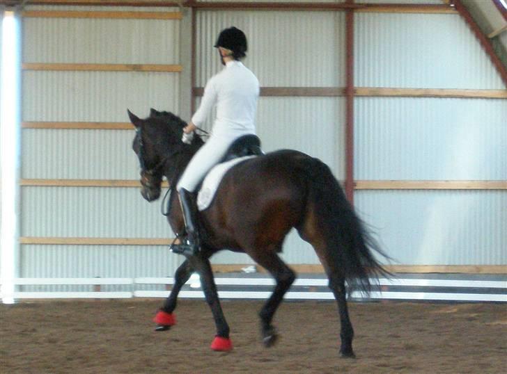 Oldenborg Oassis Helfin - synes det er lidt godt :) billede 6