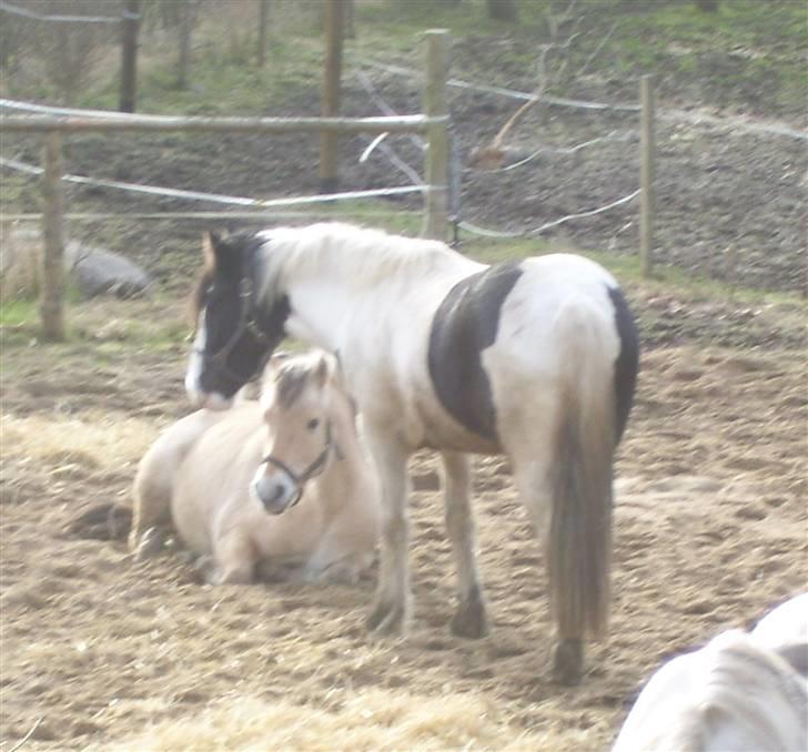Fjordhest Max Mule - Max (ligger ned) Tequila (står op) to af mine dejlige heste. <3 billede 2