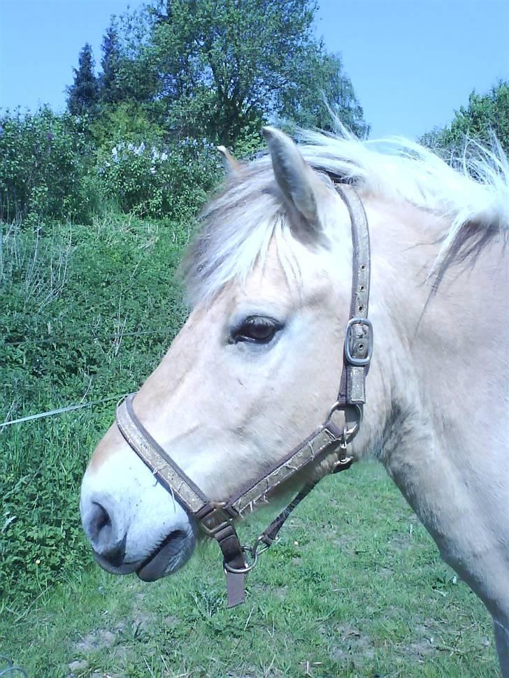 Fjordhest Max Mule - Spring. Højde ca. 85.  billede 3