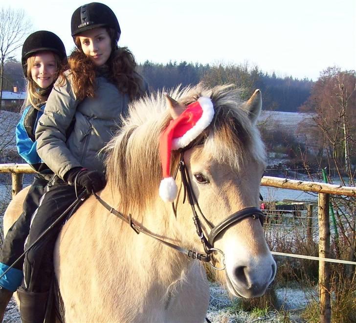 Fjordhest Max Mule - Lillesøster og jeg. d. 23/12-2007. Han har fået nissehue på :D hehe. Og fuck hvor ser jeg mærkelig ud, men any´waay.. billede 4