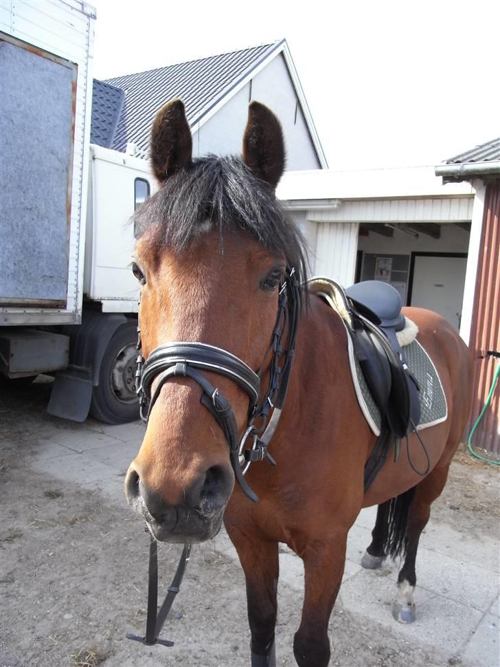 Tysk Sportspony Danny Laghostino - Du er smilet i mine øjne <3 billede 1