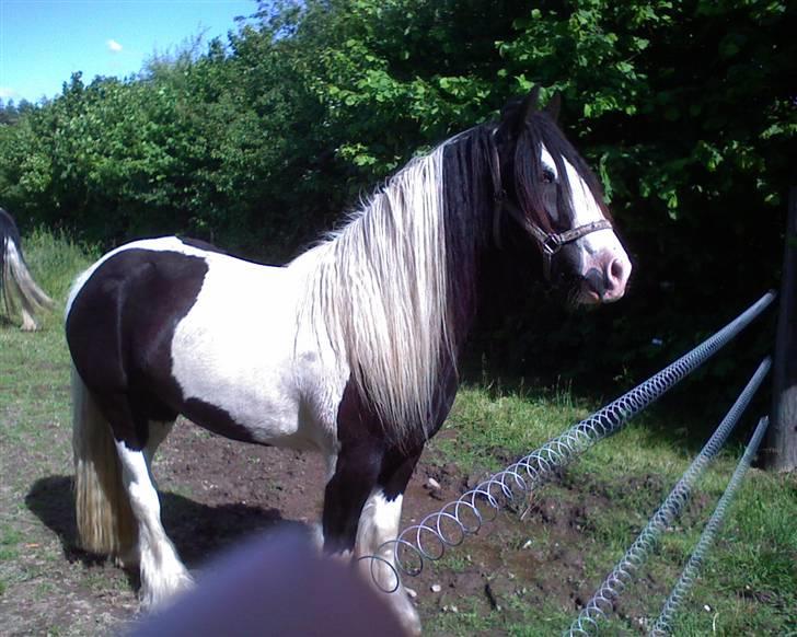 Irish Cob Zeus billede 6