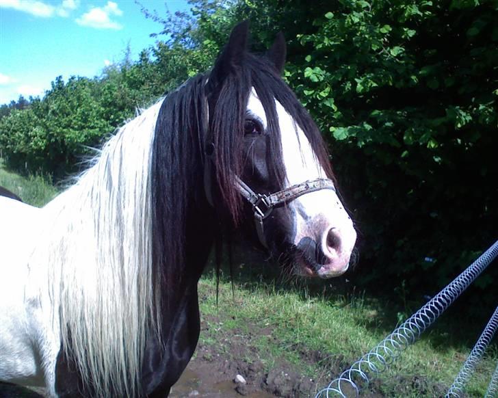 Irish Cob Zeus billede 7