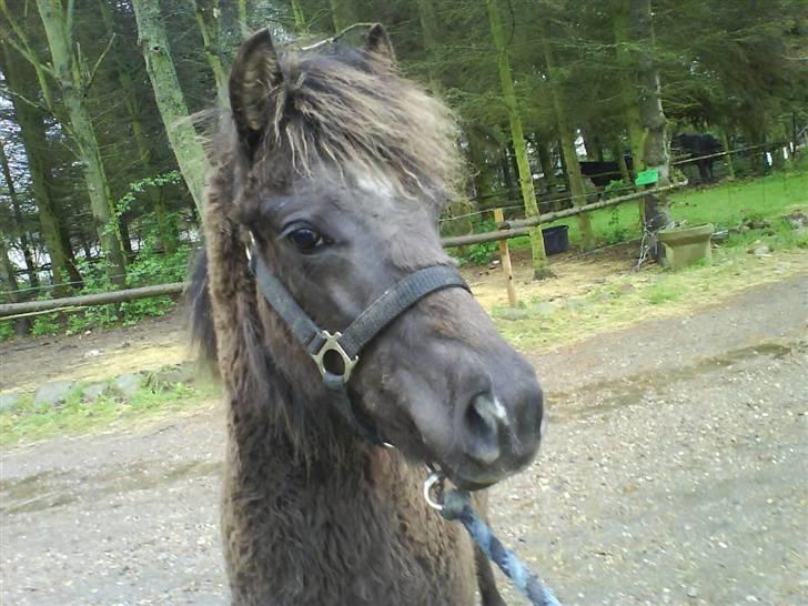 Anden særlig race Smack that Scotty billede 2