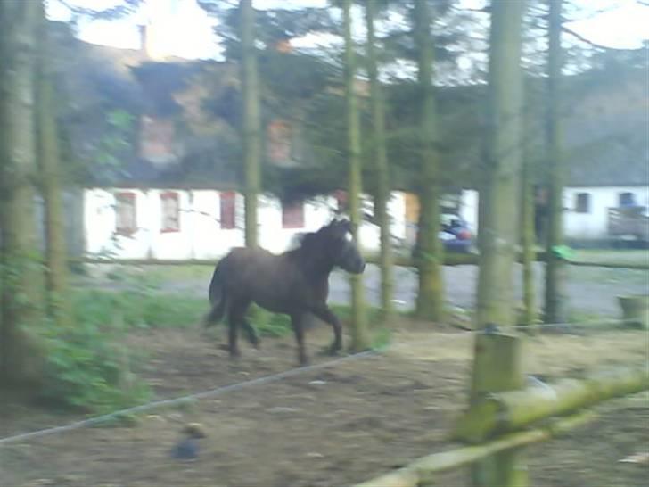 Anden særlig race Smack that Scotty billede 4