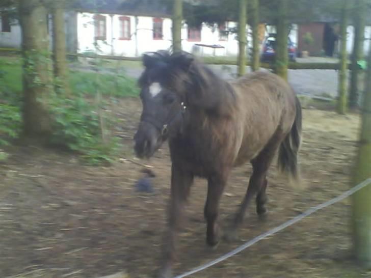 Anden særlig race Smack that Scotty billede 7