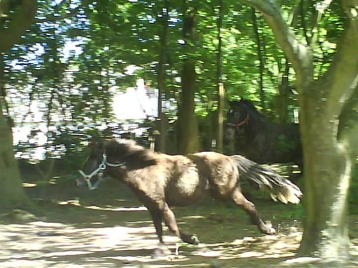 Anden særlig race Smack that Scotty - Leger fangeleg med Cooper :P Scotty er meget hurtigere end Cooper inde i deres skov fold fordi Scotty snor sig rundt omkring træerne. det er derfor han KUN irriterer Cooper når de er inde i skoven xD billede 9