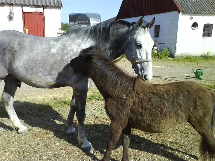 Anden særlig race Smack that Scotty - Scotty og hans "mor" xD billede 15
