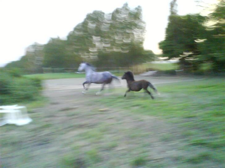 Anden særlig race Smack that Scotty - VENT MOR!! xD billede 18