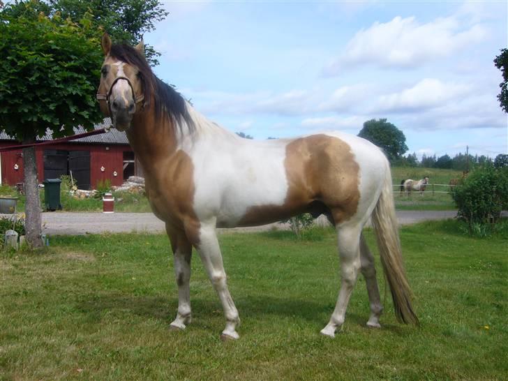 Paint Gamblers watnsee  billede 11