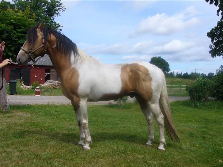 Paint Gamblers watnsee  billede 12