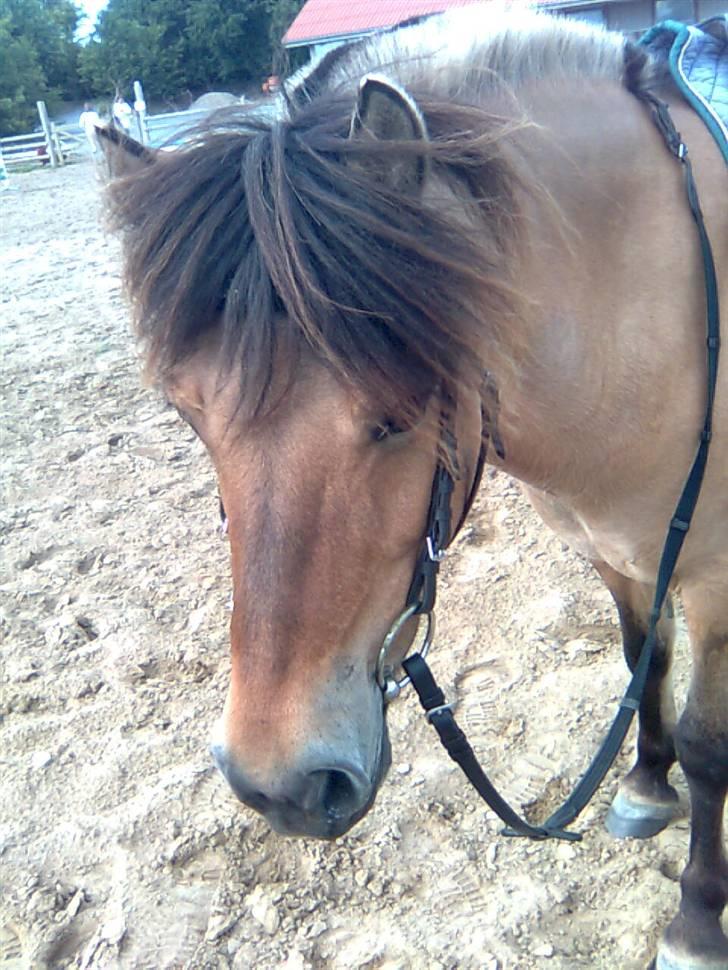 Anden særlig race Fanny - Beautiful :D  billede 6