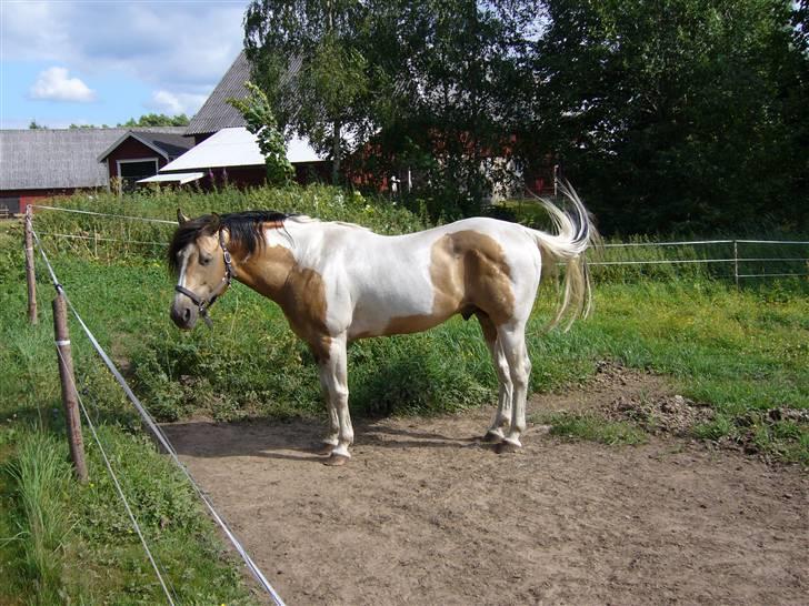 Paint Gamblers watnsee  billede 13