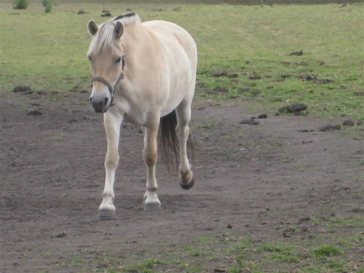 Fjordhest Baksmindes Victoria billede 7
