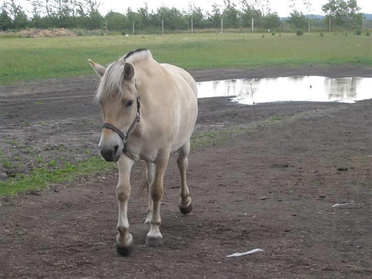 Fjordhest Baksmindes Victoria billede 8