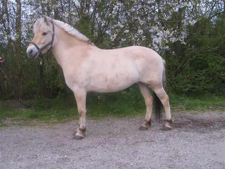 Fjordhest Baksmindes Victoria billede 9