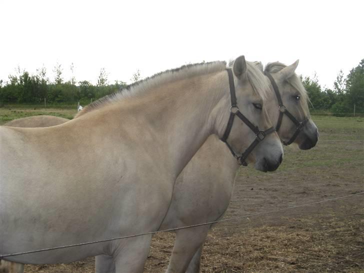 Fjordhest Baksmindes Victoria billede 10