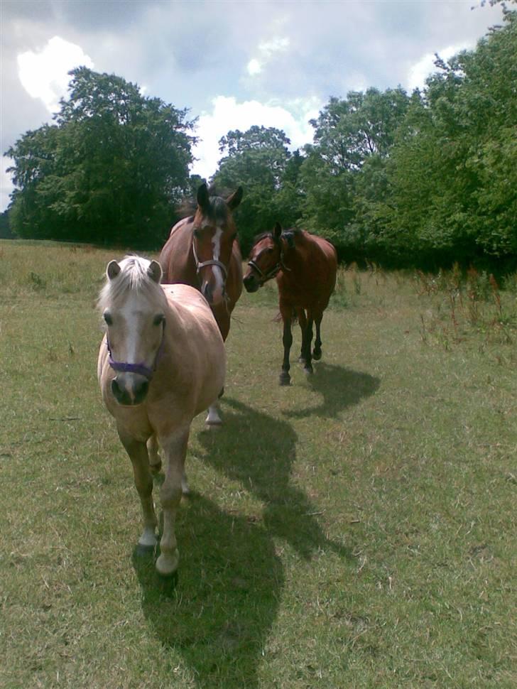 Dansk Varmblod Daddys Victory  - victory og han venner :)  billede 16