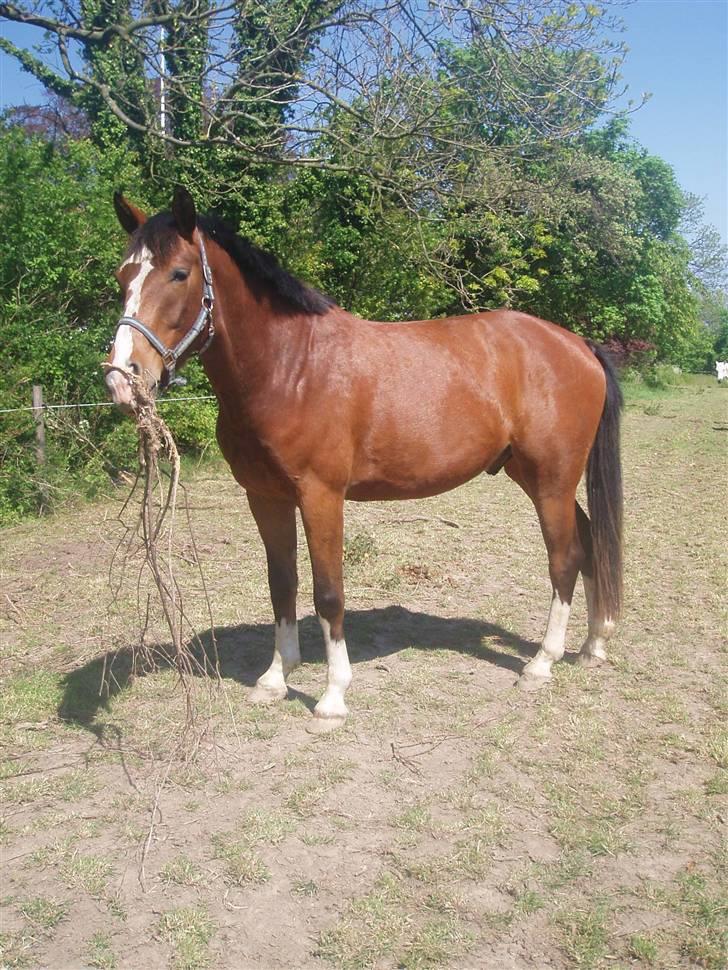 Dansk Varmblod Daddys Victory  - han har bare taget den største pind i munden! <3 det lille fjols ;D elsker ham sgu <3 :I  billede 18