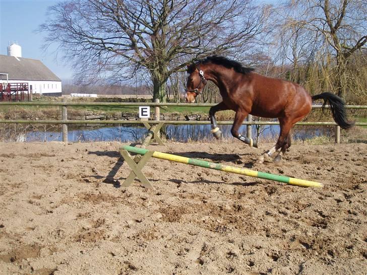 Dansk Varmblod Daddys Victory  - weeee hvor er det sjovt! <3 billede 19