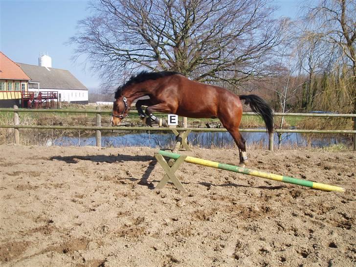 Dansk Varmblod Daddys Victory  - han er bare en supet lille springhest ;)  billede 20