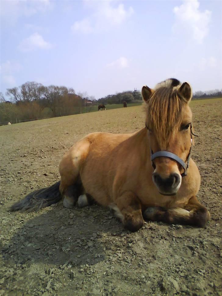 Anden særlig race Fanny - Fanny ligger lige og tager en slapper på folden :)<3 billede 7