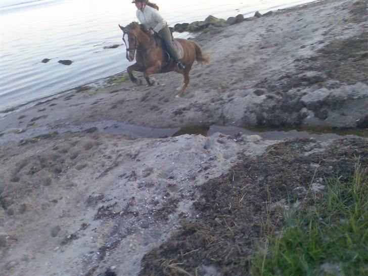 Anden særlig race Østergårdens Easy - solgt - hun er bare skøn springer over en lille å <3 billede 13