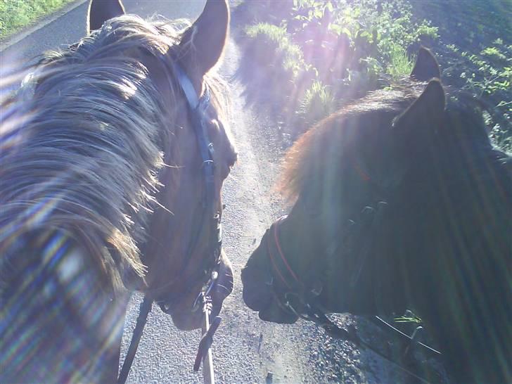 Anden særlig race Østergårdens Easy - solgt - Unique og Easy = bedste venner <3 billede 14