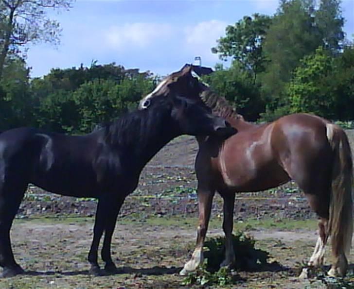 Anden særlig race Østergårdens Easy - solgt - det er så dejligt når de hygger sig :) <3 billede 15