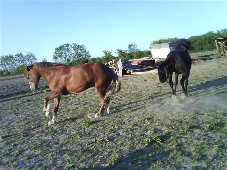 Anden særlig race Østergårdens Easy - solgt - hygger sig med nikke basse <333 billede 17