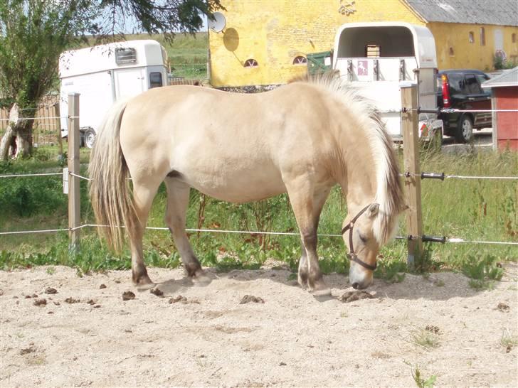 Fjordhest Domina - "Hmm.. Mon hestepølle smager godt ?" billede 8
