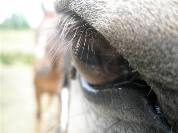 Fjordhest Domina - Hun har simpelthen så smukke øjne d: Eller øje i det her tilfælde ! billede 11