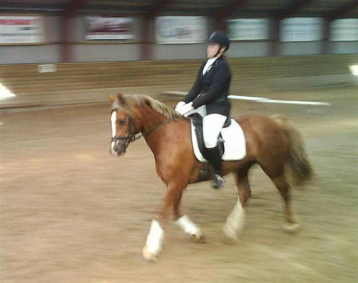 Anden særlig race Østergårdens Easy - solgt - min smukke skat <3 til stævne på SVR fik en dejlig 4 plads billede 18