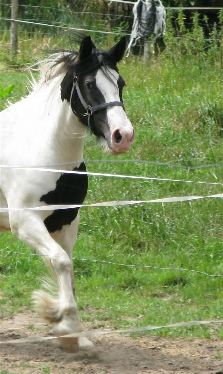 Irish Cob Tequila - Smukkeste Tequila. billede 1