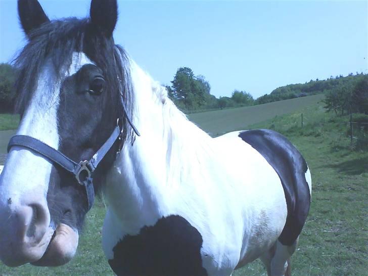 Irish Cob Tequila - Månedens skævskud :D haha billede 2