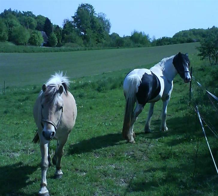 Irish Cob Tequila - Tequila og Max på fold. billede 3