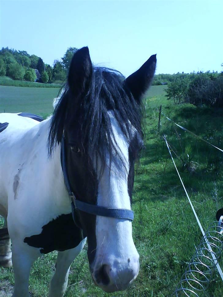 Irish Cob Tequila - Endnu et fra folden.  billede 4