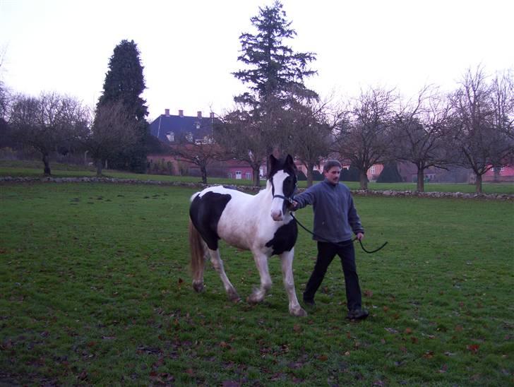 Irish Cob Tequila - Ved Langesø slot.  billede 5