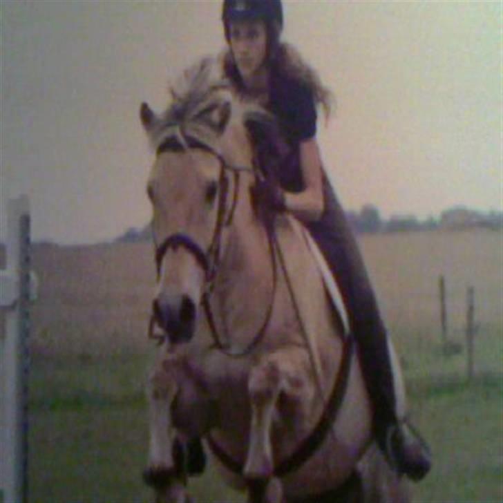 Fjordhest Max Mule - Midtjysk ridecenter, uge 31 - sommeren 2007. Taget af ´´Hest og Rytter´´ (desværre lidt dårlig kvalitet på dette billede) billede 5