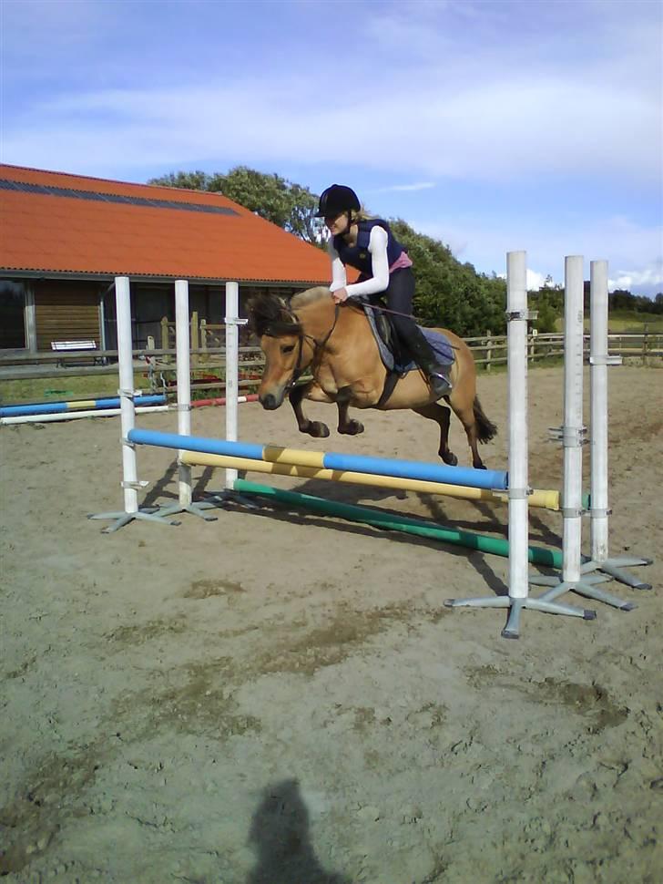 Anden særlig race Fanny - Fantastisk springpony :)<3 billede 10